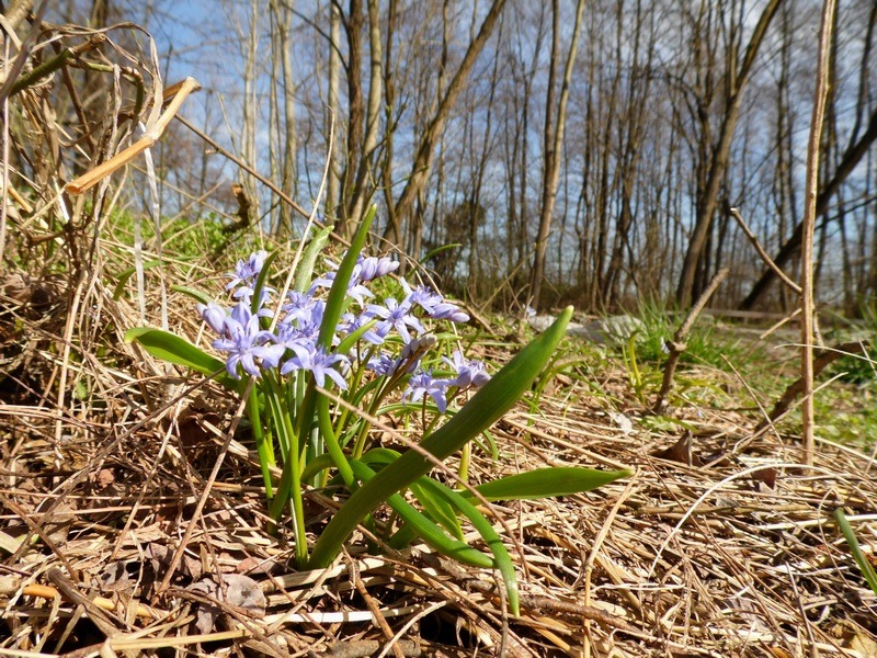 Parco del Ticino : Primavera